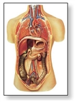 Internal Organs Chart - No Rod