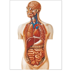 Torso Chart (No Rods)