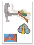 Human Ear Chart (No Rods)