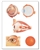 The Eye I Chart, Anatomy