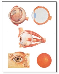 The Eye I Chart, Anatomy
