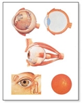 The Eye I Chart, Anatomy (No Rods)