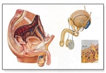 The Male Pelvic Organs Chart