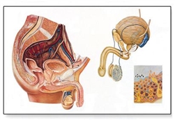 3B Scientific Human Anatomy Male Pelvic Organs Chart