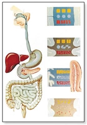 The Digestive System Chart