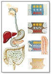 The Digestive System Chart (No Rods)