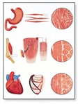 Muscle Tissue Chart