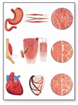 Muscle Tissue Chart (No Rods)