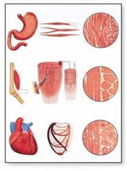 Muscle Tissue Chart (No Rods)