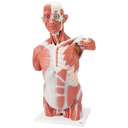 3B Scientific Life-Size Human Muscle Torso Model, 27 Part Smart Anatomy