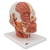 3B Scientific Head Musculature Model with Nerves Smart Anatomy