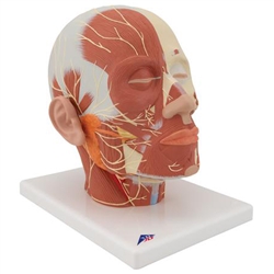 3B Scientific Head Musculature Model with Nerves Smart Anatomy