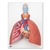 3B Scientific Lung Model with Larynx, 5 Part Smart Anatomy