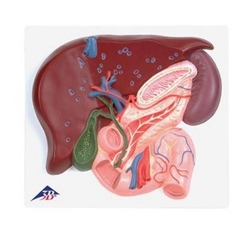 3B Scientific Liver Model with Gall Bladder, Pancreas & Duodenum Smart Anatomy