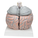 3B Scientific Giant Human Brain Model, 2.5 Times Full-Size, 14 Part Smart Anatomy