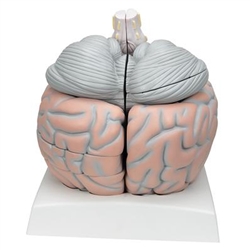 3B Scientific Giant Human Brain Model, 2.5 Times Full-Size, 14 Part Smart Anatomy