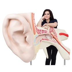 3B Scientific World's Largest Ear Model, 15 Times Full-Size, 3 Part Smart Anatomy