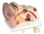 3B Scientific Giant Ear Model, 5 Times Full-Size, 3 Part Smart Anatomy