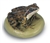 Common Frog Model (Male)