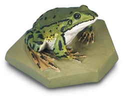 Edible Frog Model (Male)