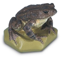 Common Toad Model (Female)