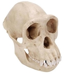 3B Scientific Chimpanzee Skull (Pan Troglodytes), Female. Replica