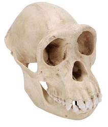 3B Scientific Chimpanzee Skull (Pan Troglodytes), Female. Replica