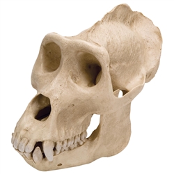 3B Scientific Gorilla Skull (Gorilla), Male, Replica