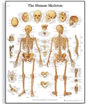 3B Scientific Human Skeleton Chart