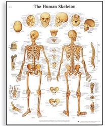 3B Scientific Human Skeleton Chart