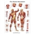 3B Scientific Human Muscle Chart