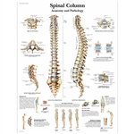 3B Scientific Spinal Column Chart