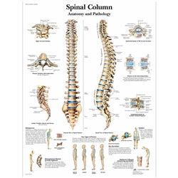 3B Scientific Spinal Column Chart
