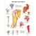 3B Scientific Shoulder and Elbow Chart