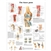 3B Scientific Knee Joint Chart