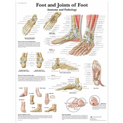 3B Scientific Foot and Joints of Foot Chart, Anatomy and Pathology