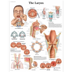 3B Scientific The Larynx Chart