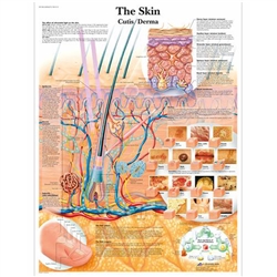 3B Scientific The Skin Chart