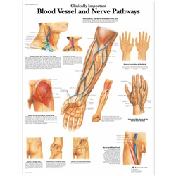 3B Scientific Clinically Important Blood Vessel and Nerve Pathways Chart