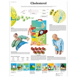 3B Scientific Cholesterol Chart