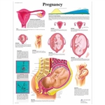 3B Scientific Pregnancy Chart