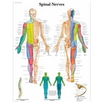 3B Scientific Spinal Nerves Chart