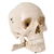 3B Scientific Skull Model with Teeth for Extraction, 4 Part