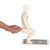 3B Scientific Lifting Demonstration Figure