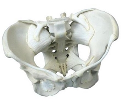 Ligamented Female Pelvis