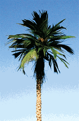 Grand Central Gems T25 Mexican Palm Tree 4-5" Pkg 2