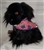 Stars n Stripes Bandana for Dogs