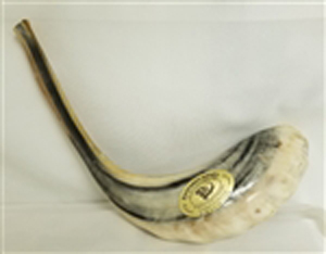 Large Ram's Horn (Shofar)