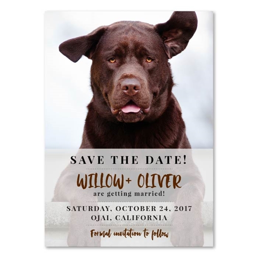 Pet Wedding Save the Date Dog | The Labrador Dog (100% recycled paper)