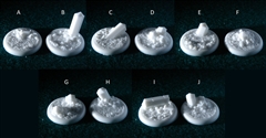 Crystal Field Resin Scenic Miniatures Bases 30mm